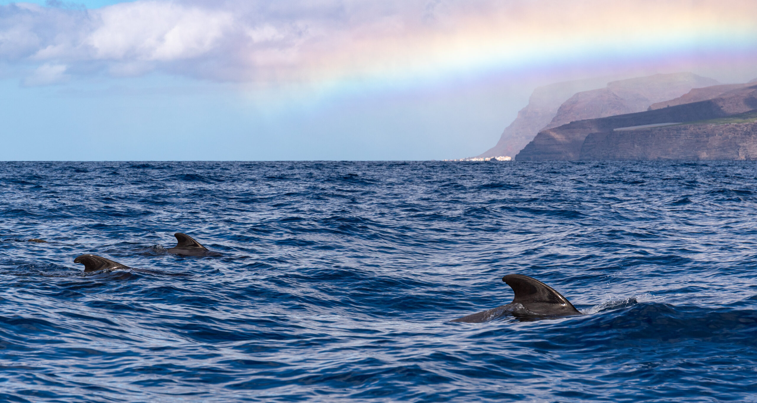Canarias es una de las regiones del mundo con mayor diversidad de cetáceos. Shutterstock
